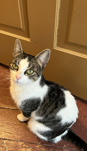 Cocoa, an adoptable Domestic Short Hair in Lemoyne, PA