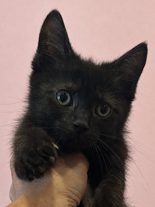 Scrabble (purr machine, outgoing, lap kitty)