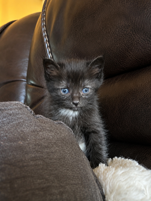 Yahtzee (sweet, social and easygoing)