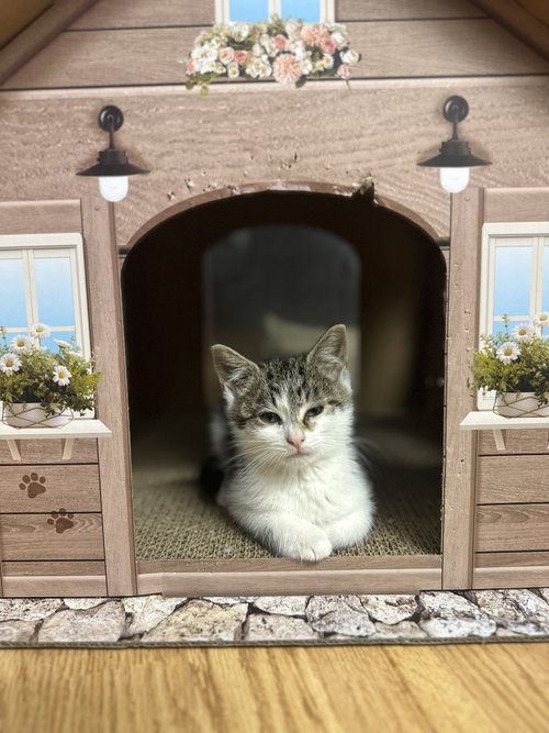 Bombay Sapphire, an adoptable Domestic Short Hair in Lemoyne, PA