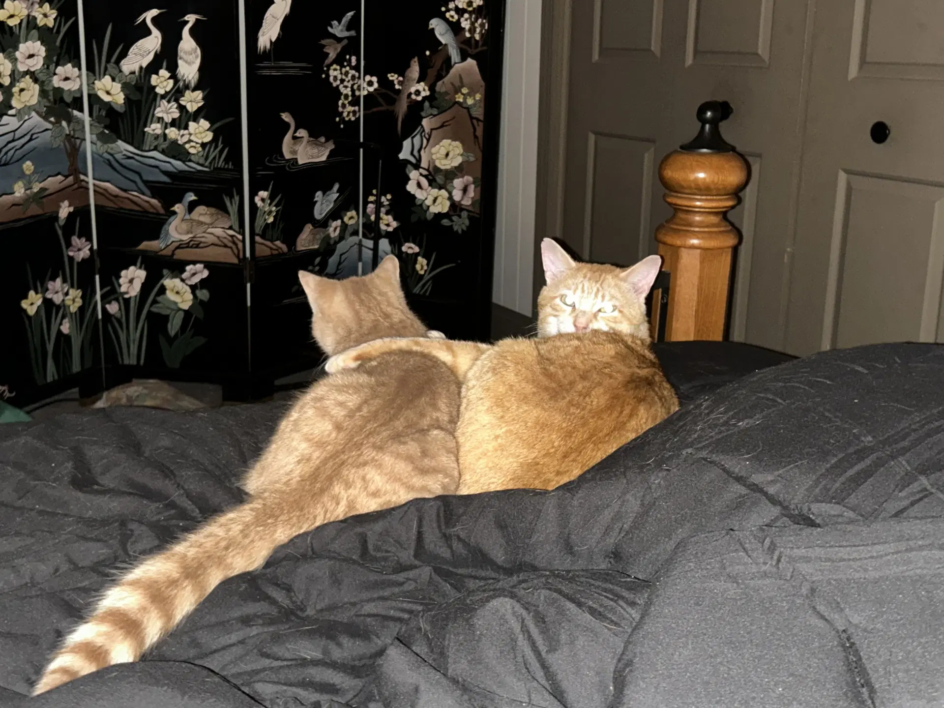Rudie - Domestic Short Hair