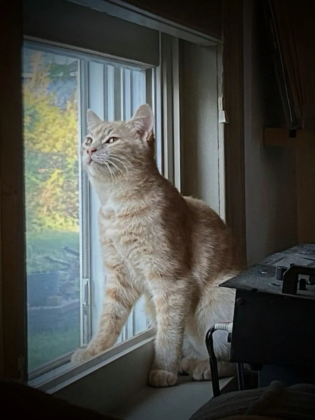 Rudie image 4
