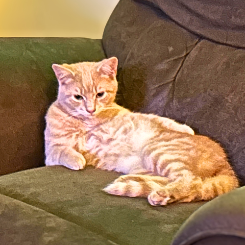 Photo 2 of Rudie