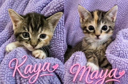 Maya photo 3