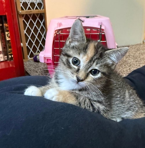 Maya