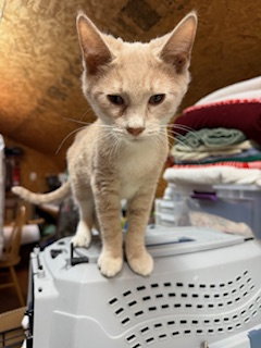 George, an adoptable Domestic Short Hair in Lemoyne, PA