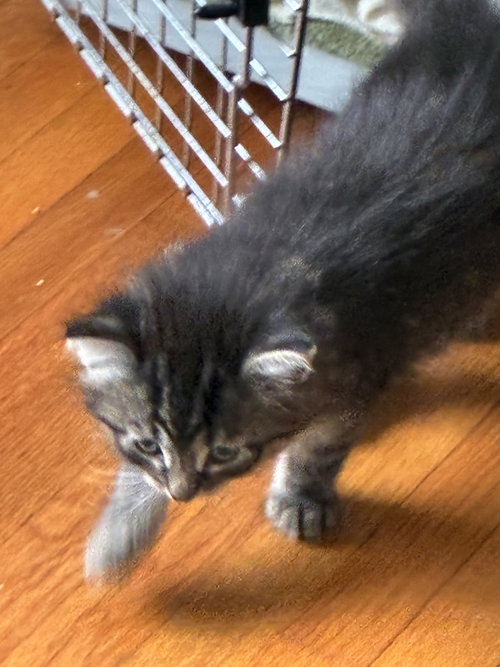 Sparrow, an adoptable Domestic Short Hair in Lemoyne, PA