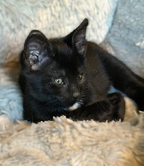 Topaz (bonded with Aggie)