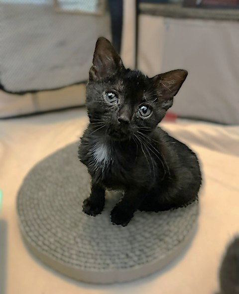Aggie (bonded with Topaz)
