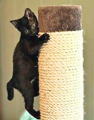 Aggie (and Topaz), photo 2