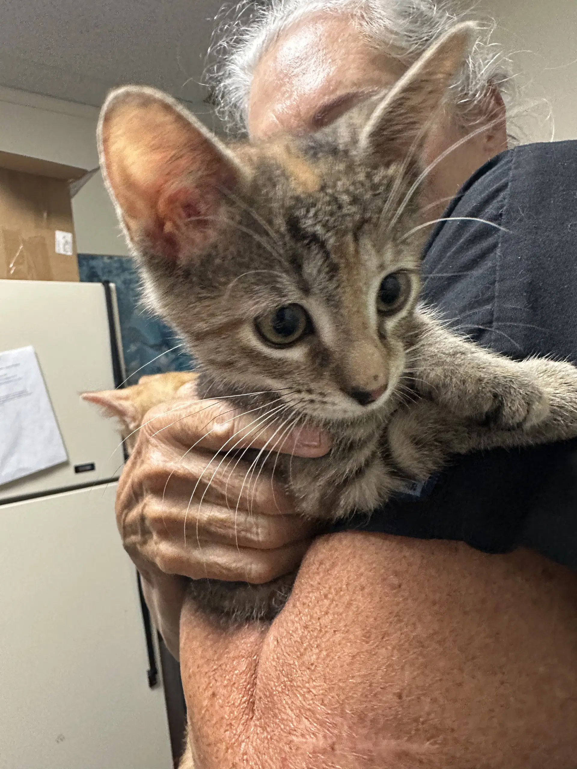 Penny Bonded With Copper - Domestic Short Hair