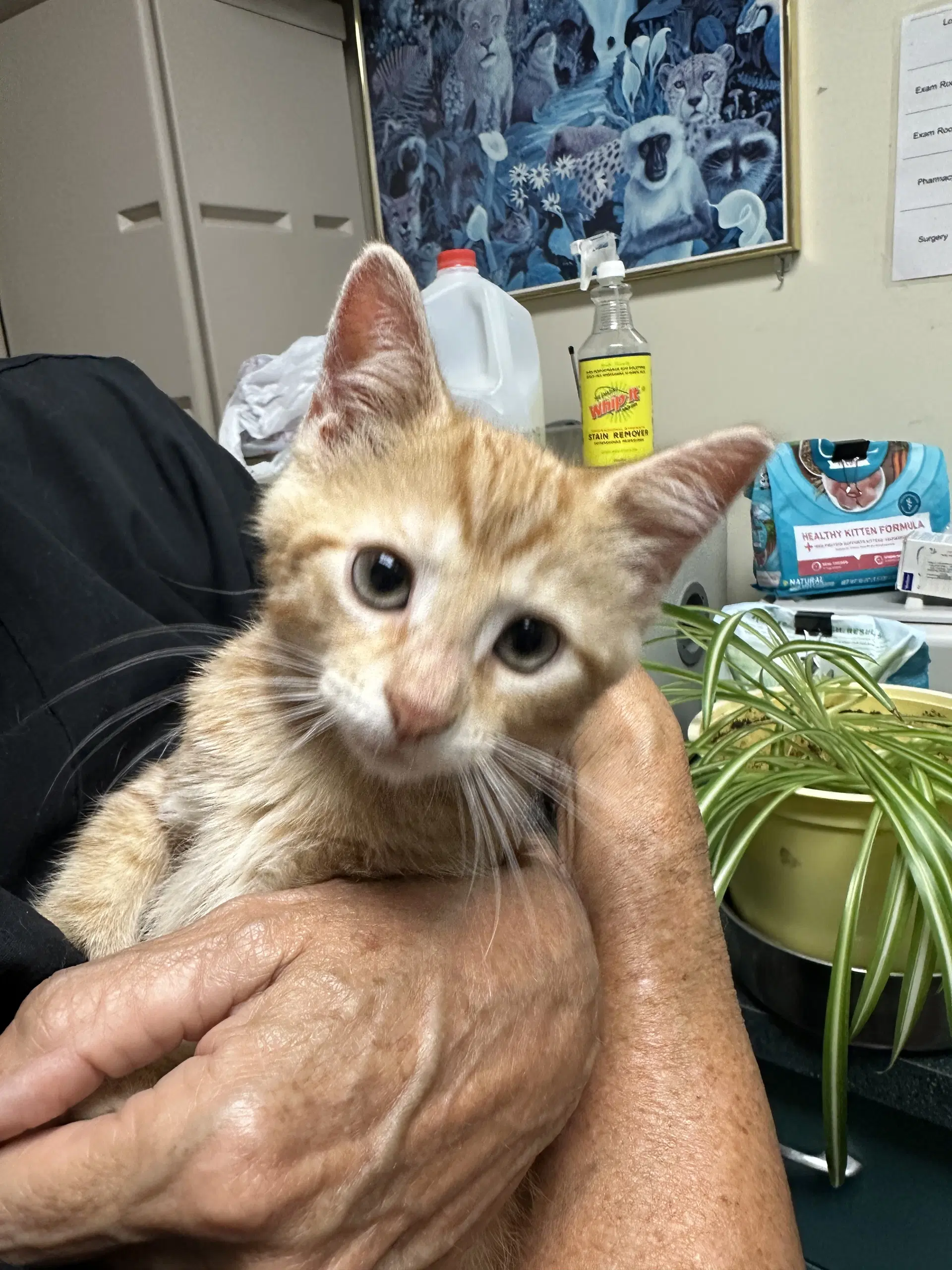 Copper Bonded With Penny - Domestic Short Hair