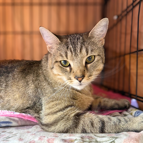 Robin, a cat for adoption from Loving Care Cat Rescue