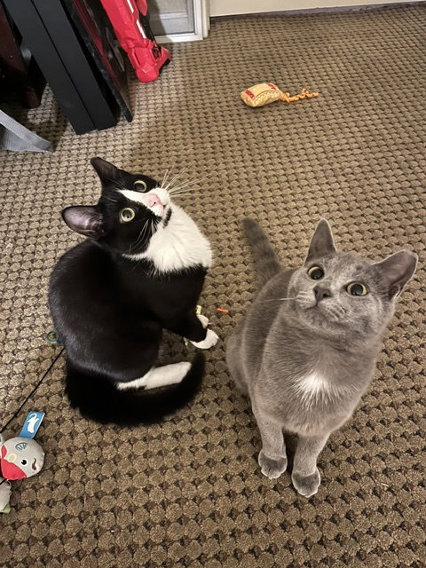 Calista (bonded with June), cat