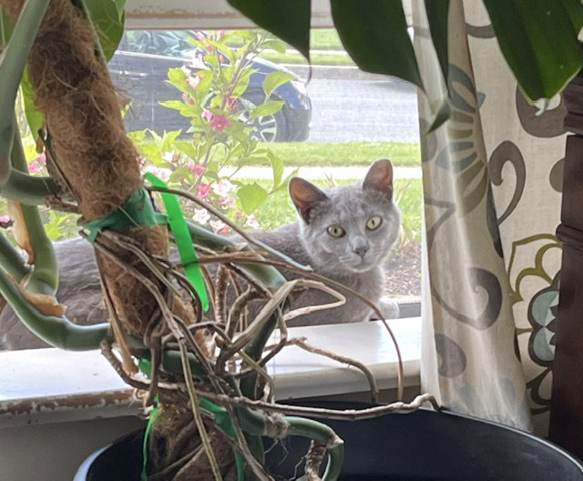 June (bonded with Calista), cat