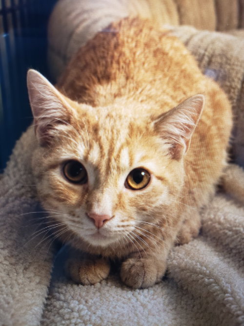 Sunset, an adoptable Domestic Short Hair in Lemoyne, PA