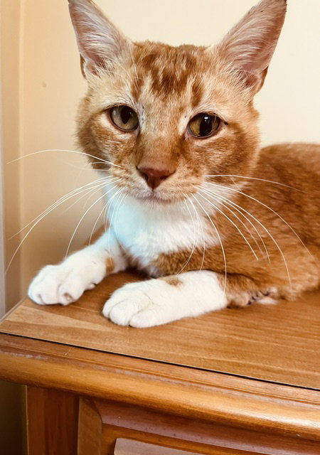 OLIVER - American Shorthair available for adoption
