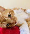 Oliver - Photo 2