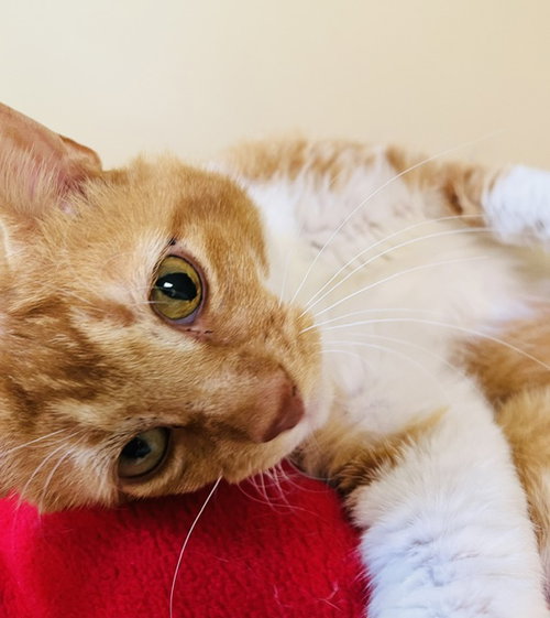 OLIVER - American Shorthair available for adoption