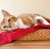 Oliver - Photo 3