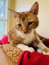 Oliver - Photo 4