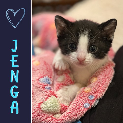 Jenga (bonded with Checkers)