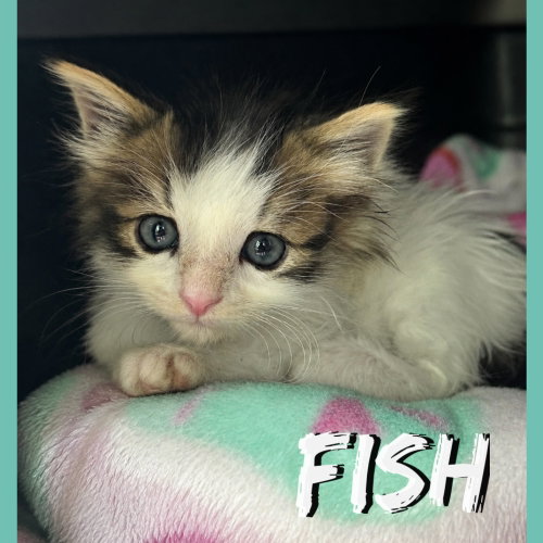 Fish (bonded with Chips)