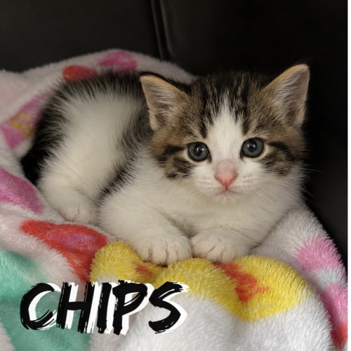 Chips (bonded with Fish)