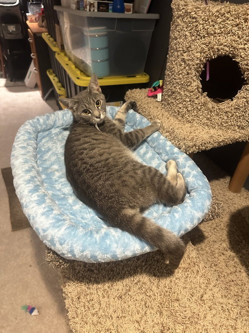 Romulus, an adoptable Domestic Short Hair in Lemoyne, PA
