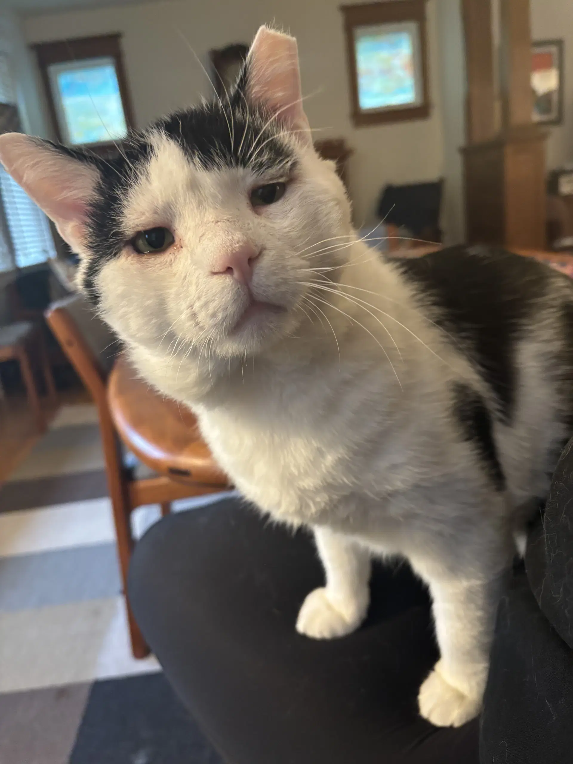 Rigatoni - Domestic Short Hair