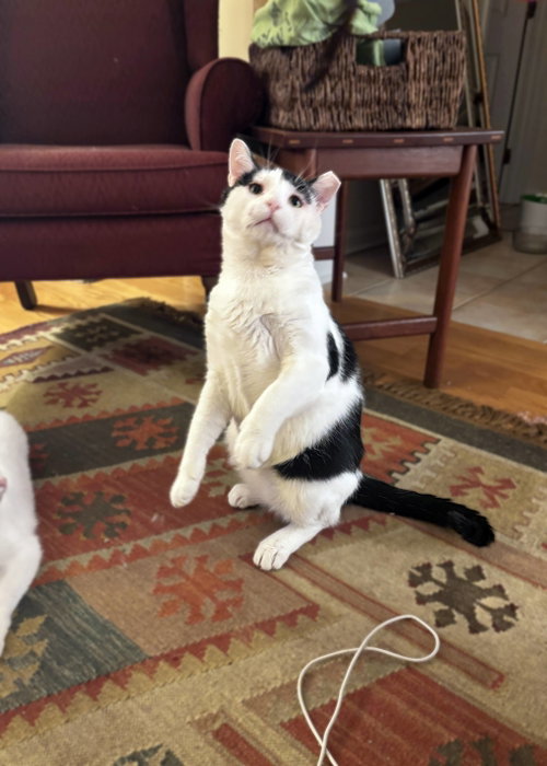 Rigatoni, a cat for adoption from Loving Care Cat Rescue