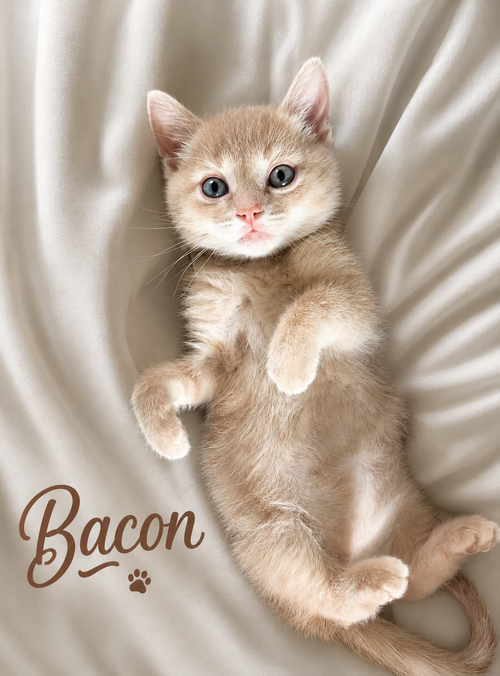 Bacon photo 4