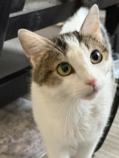 Roselyn, an adoptable Domestic Short Hair in Lemoyne, PA