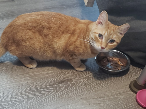 Cheetara