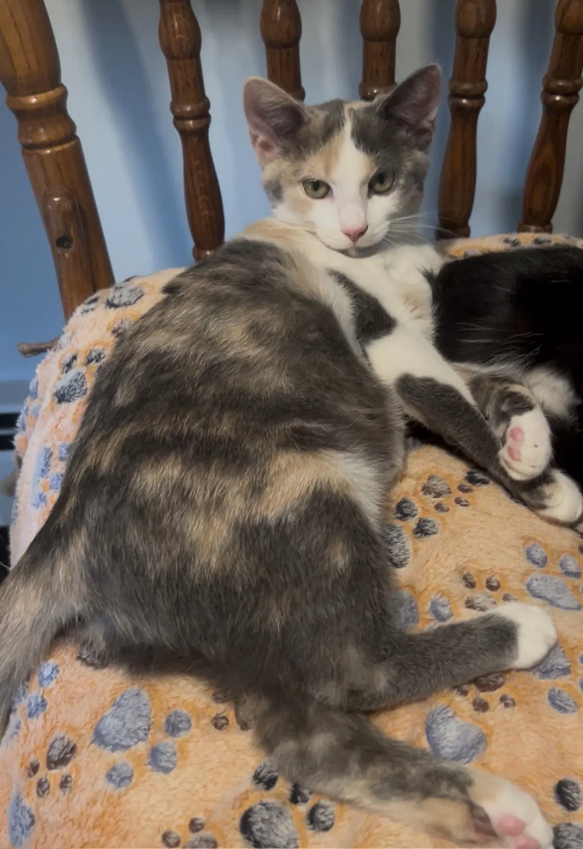 Alanis - Domestic Short Hair