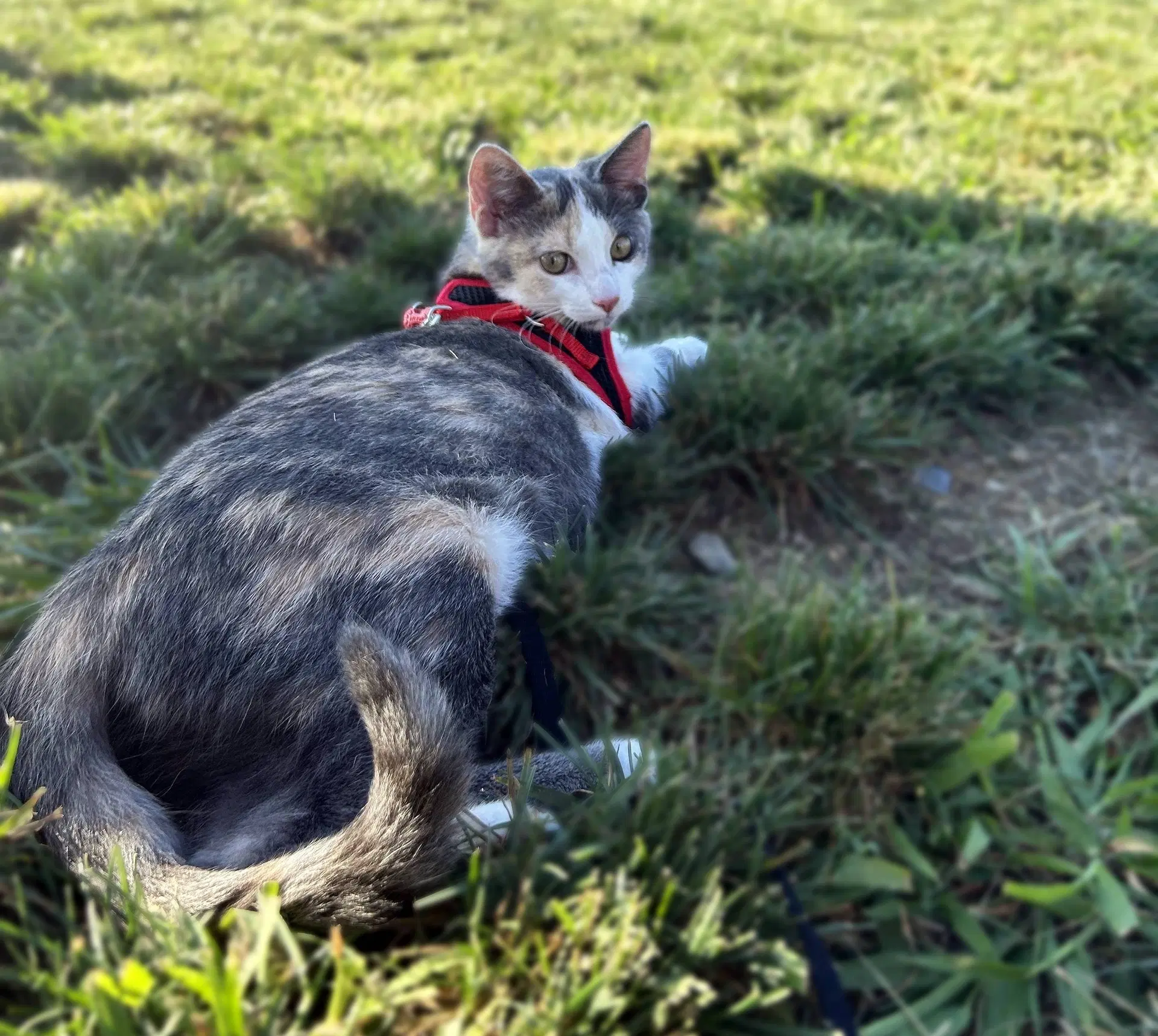 Alanis - Domestic Short Hair