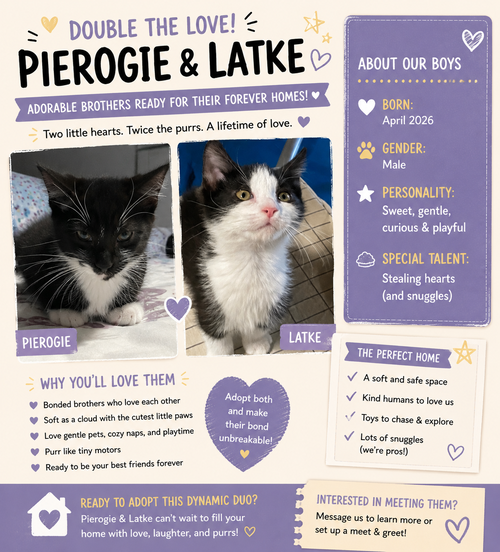 Pierogie, an adoptable Domestic Short Hair in Lemoyne, PA