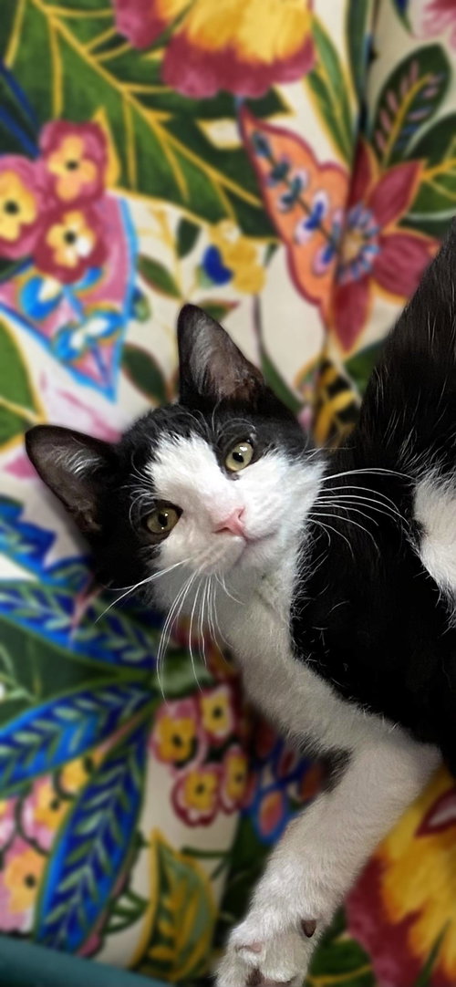 Latke, a cat for adoption from Loving Care Cat Rescue