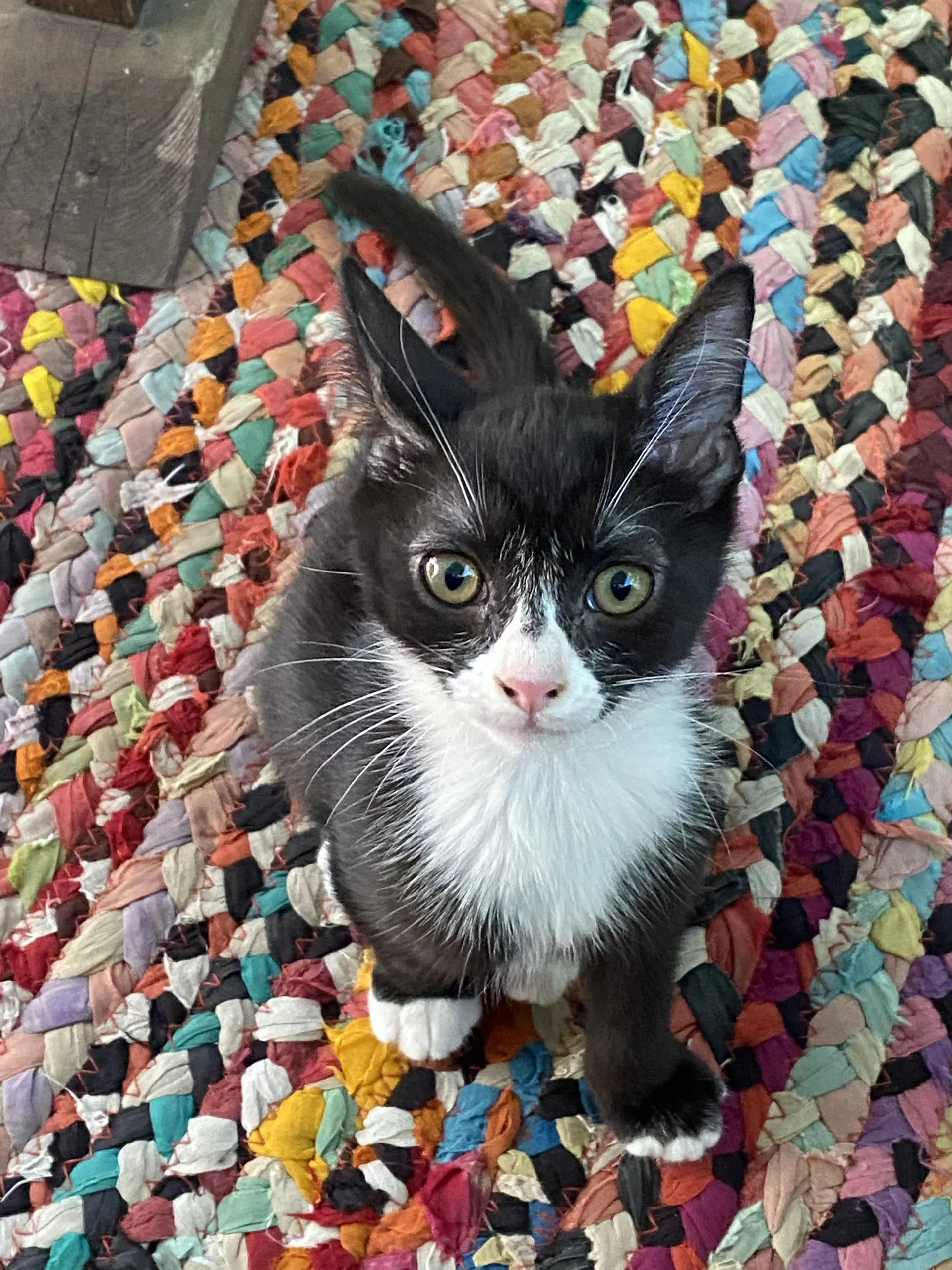 Pimento Sweet And Petite Fella - Domestic Short Hair