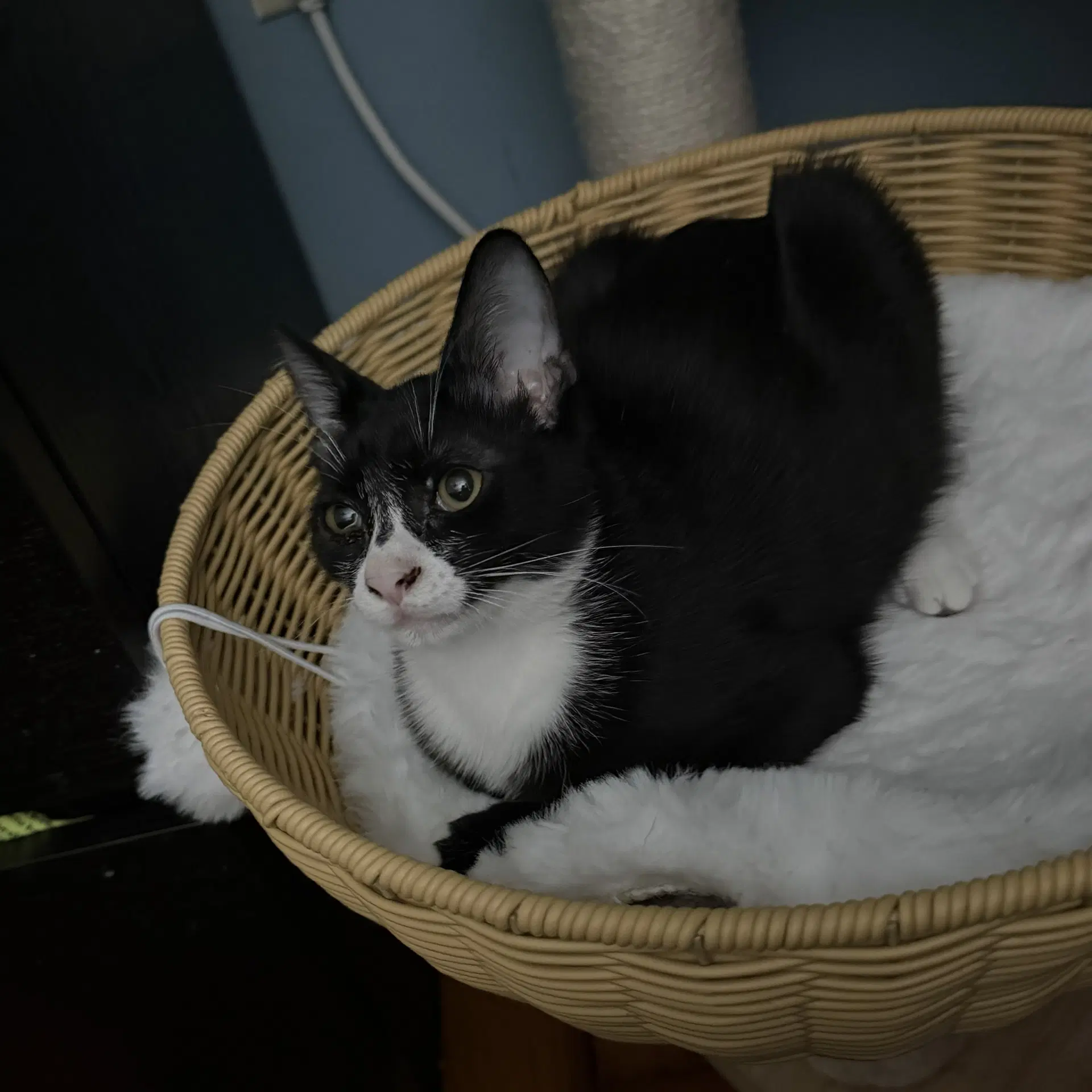 Pimento Sweet And Petite Fella image 4