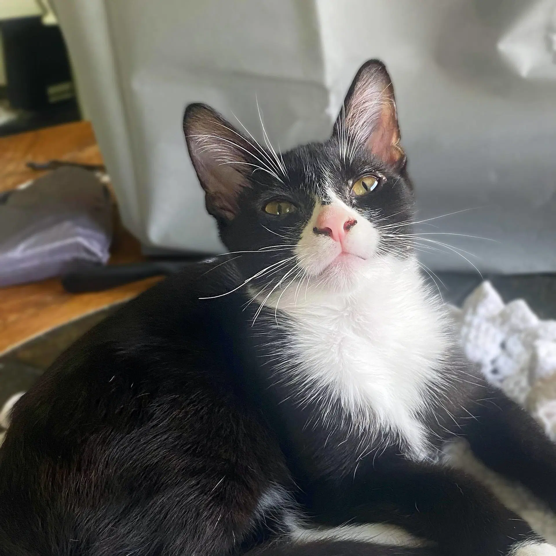 Pimento Sweet And Petite Fella - Domestic Short Hair