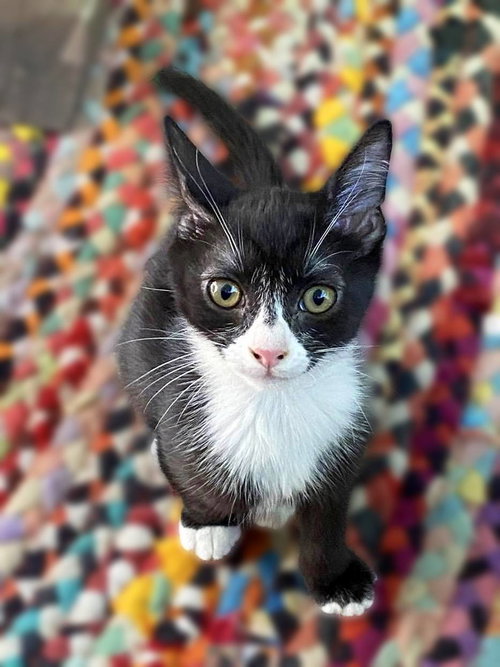 Photo 2 of Pimento (sweet and petite fella)