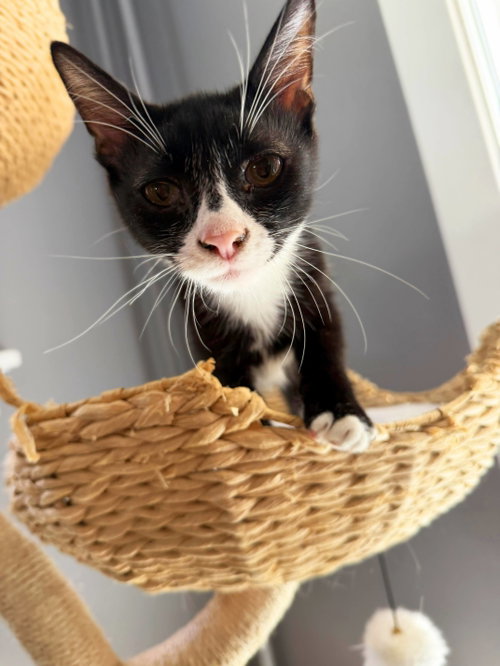 Photo 4 of Pimento (sweet and petite fella)