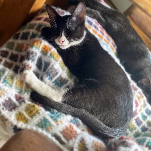Photo 5 of Pimento (sweet and petite fella)