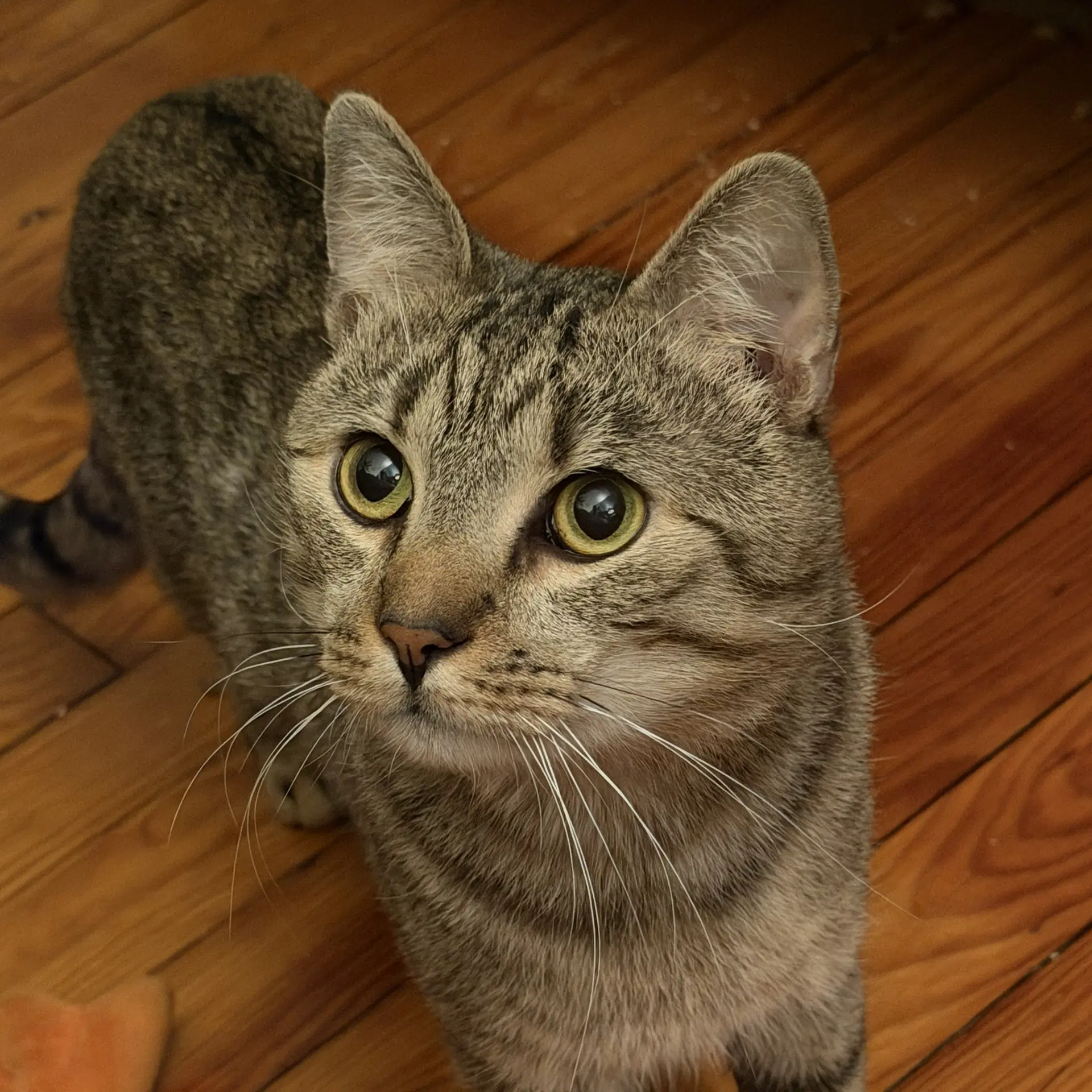 Almond Playful And Loves His Bff Cashew - Domestic Short Hair