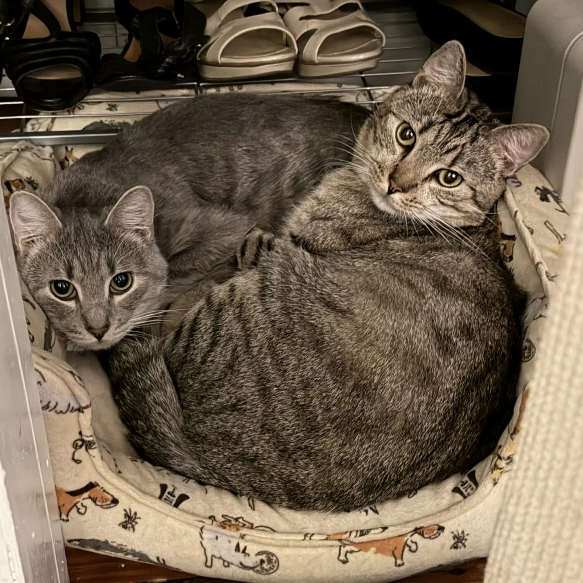 Almond Playful And Loves His Bff Cashew image 3