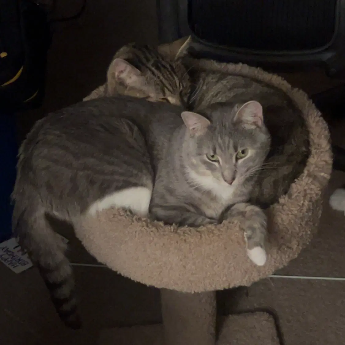Almond Playful And Loves His Bff Cashew image 4