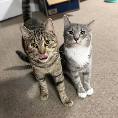 Almond (playful and loves his BFF Cashew), a cat for adoption from Loving Care Cat Rescue