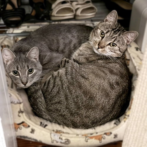 Photo 2 of Almond (playful and loves his BFF Cashew)