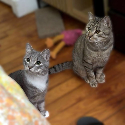 Photo 3 of Almond (playful and loves his BFF Cashew)